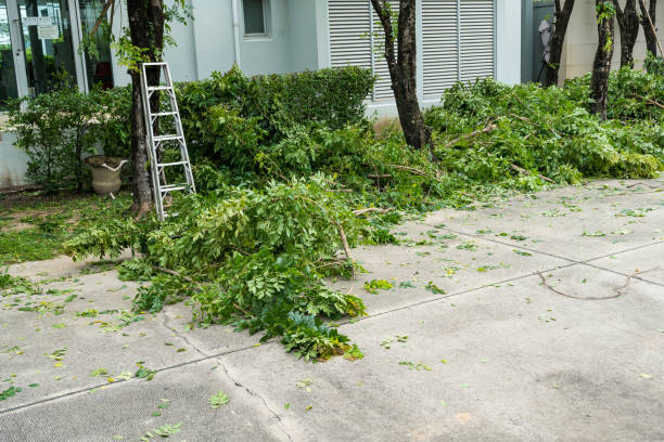 Dead Tree Removal in Brush Prairie, WA